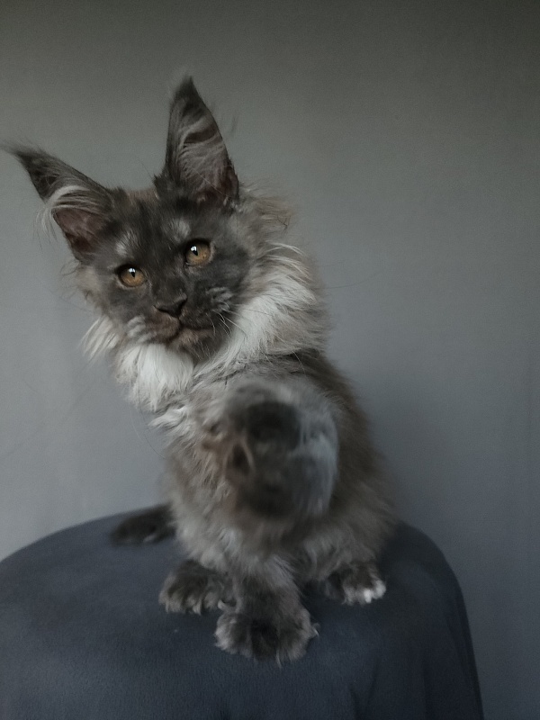 Yumy Cat Akbars (polydactyl) 66/66 - Kitten maine-coon 2 months 3.5 weeks