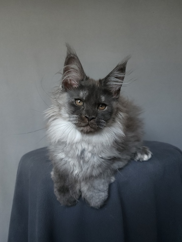 Yumy Cat Akbars (polydactyl) 66/66 - Kitten maine-coon 2 months 3.5 weeks