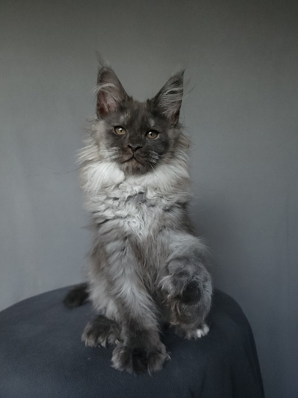 Yumy Cat Akbars (polydactyl) 66/66 - Kitten maine-coon 2 months 3.5 weeks