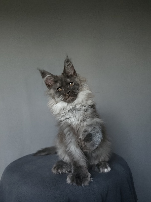 Yumy Cat Akbars (polydactyl) 66/66 - Kitten maine-coon 2 months 3.5 weeks