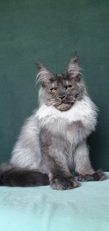 Yumy Cat Akbars (polydactyl) 66/66 - Kitten maine-coon 4 months 3.5 weeks
