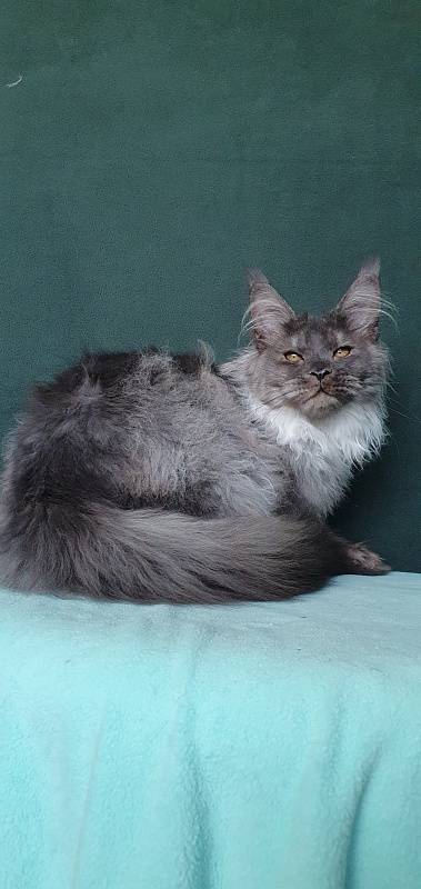 Yumy Cat Akbars (polydactyl) 66/66 - Kitten maine-coon 4 months 3.5 weeks