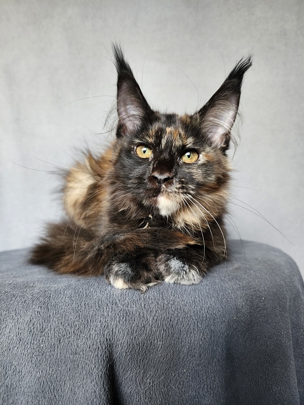Yemma Cat Akbars (polydactyl)66/66 - Kitten maine-coon 2 months 3.5 weeks