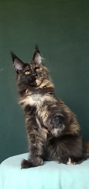 Yemma Cat Akbars (polydactyl)66/66 - Kitten maine-coon 4 months 3.5 weeks