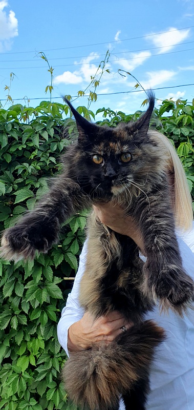 Yemma Cat Akbars (polydactyl)66/66 - Kitten maine-coon 5 months 2 weeks