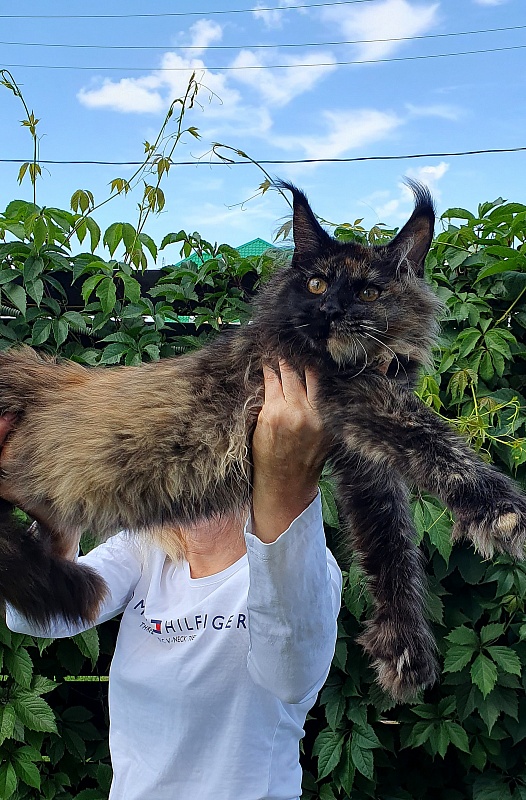 Yemma Cat Akbars (polydactyl)66/66 - Kitten maine-coon 5 months 2 weeks