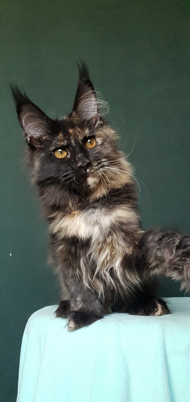 Yemma Cat Akbars (polydactyl)66/66 - Kitten maine-coon 4 months 3.5 weeks