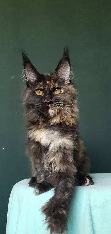 Yemma Cat Akbars (polydactyl)66/66 - Kitten maine-coon 4 months 3.5 weeks