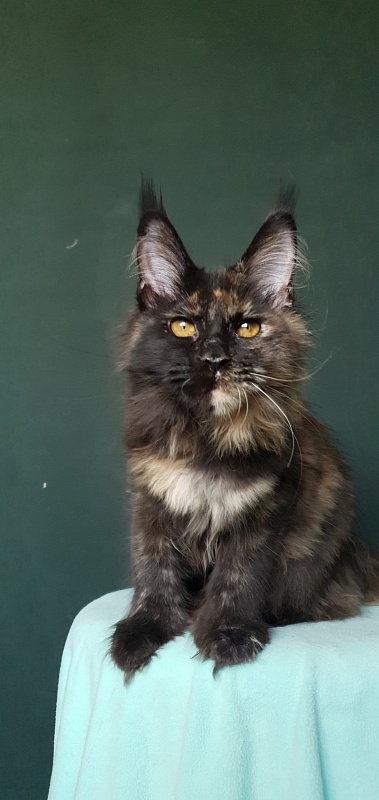 Yemma Cat Akbars (polydactyl)66/66 - Kitten maine-coon 4 months 3.5 weeks