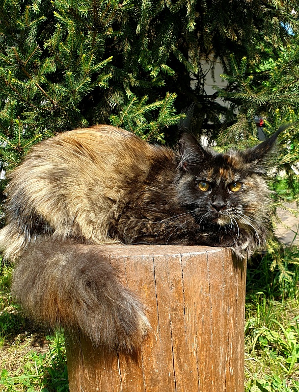 Yemma Cat Akbars (polydactyl)66/66 - Kitten maine-coon 5 months 2 weeks