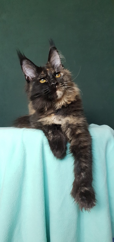 Yemma Cat Akbars (polydactyl)66/66 - Kitten maine-coon 4 months 3.5 weeks