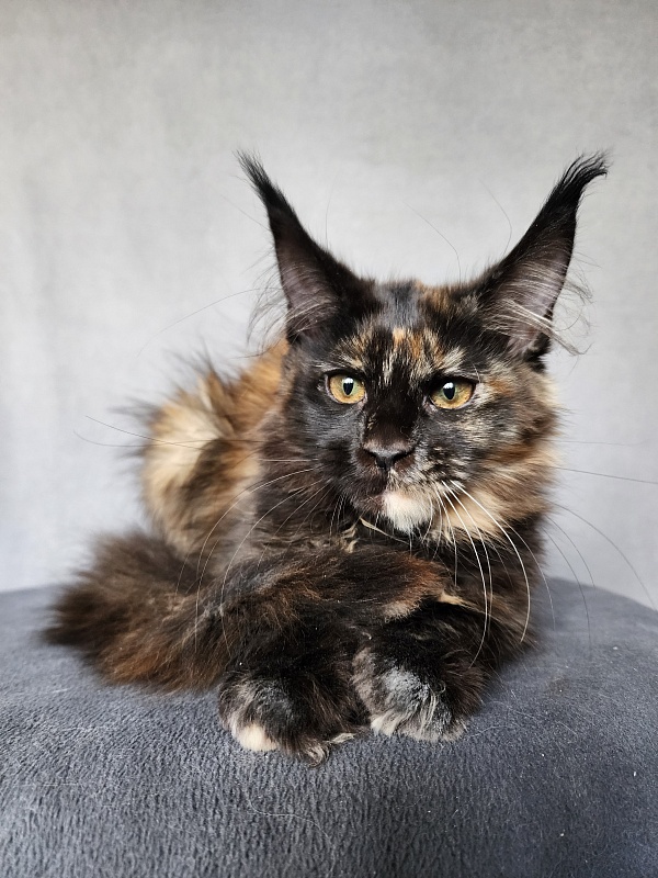 Yemma Cat Akbars (polydactyl)66/66 - Kitten maine-coon 2 months 3.5 weeks
