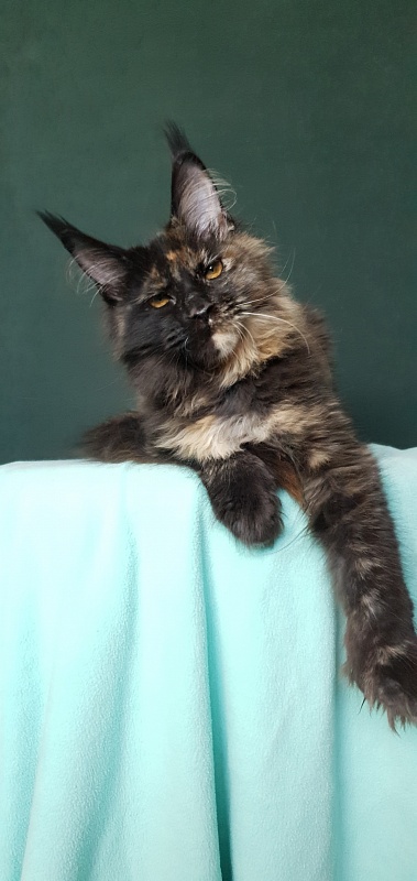 Yemma Cat Akbars (polydactyl)66/66 - Kitten maine-coon 4 months 3.5 weeks