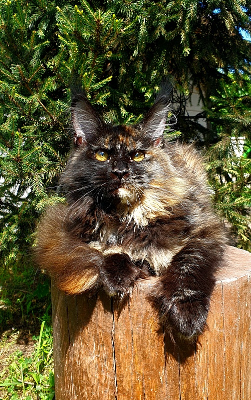 Yemma Cat Akbars (polydactyl)66/66 - Kitten maine-coon 5 months 2 weeks
