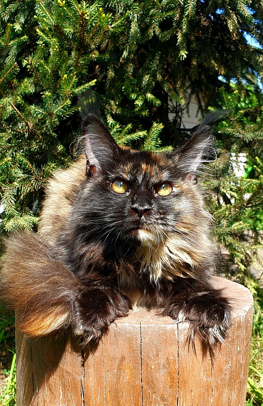 Yemma Cat Akbars (polydactyl)66/66 - Kitten maine-coon 5 months 2 weeks