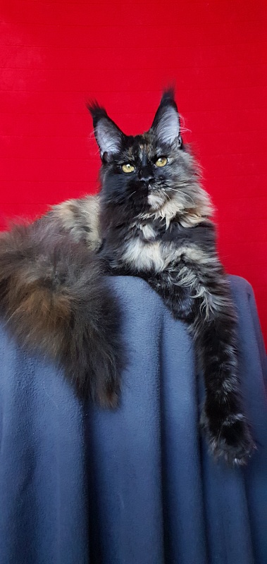 Yemma Cat Akbars (polydactyl)66/66 - Kitten maine-coon 5 months 2 weeks