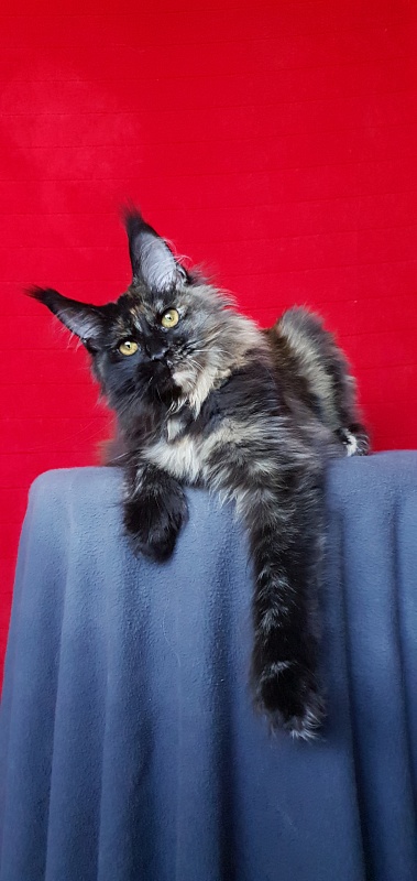 Yemma Cat Akbars (polydactyl)66/66 - Kitten maine-coon 5 months 2 weeks