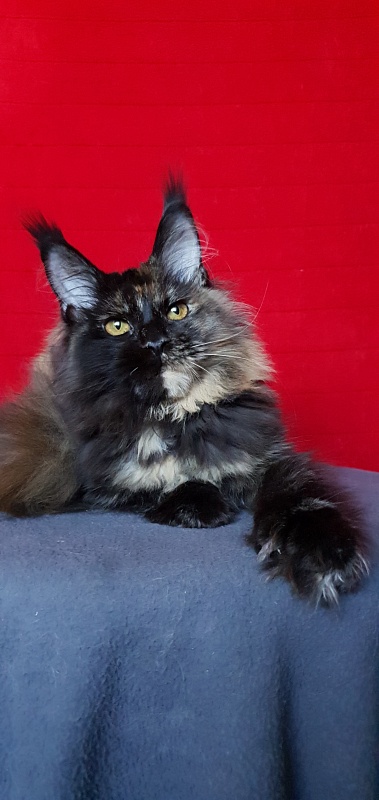 Yemma Cat Akbars (polydactyl)66/66 - Kitten maine-coon 5 months 2 weeks
