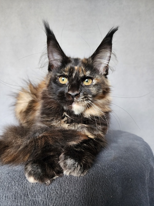 Yemma Cat Akbars (polydactyl)66/66 - Kitten maine-coon 2 months 3.5 weeks
