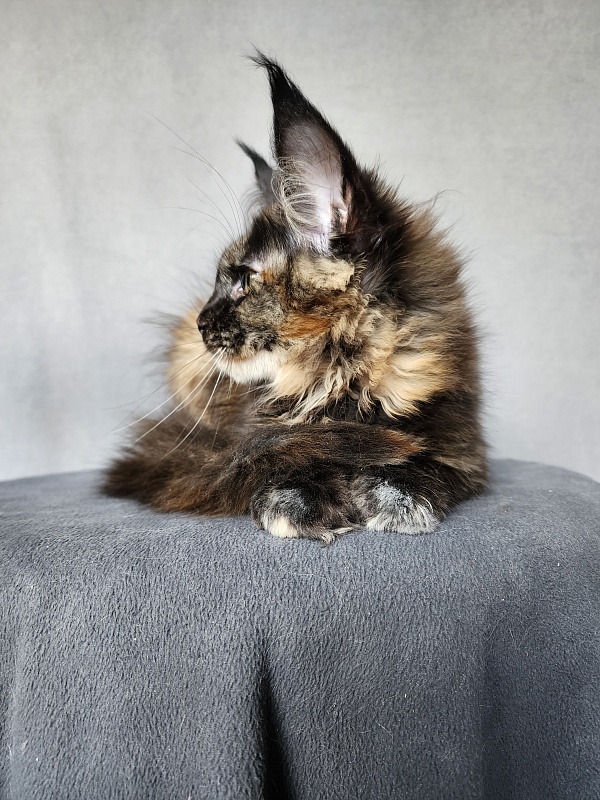 Yemma Cat Akbars (polydactyl)66/66 - Kitten maine-coon 2 months 3.5 weeks