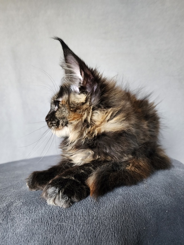 Yemma Cat Akbars (polydactyl)66/66 - Kitten maine-coon 2 months 3.5 weeks