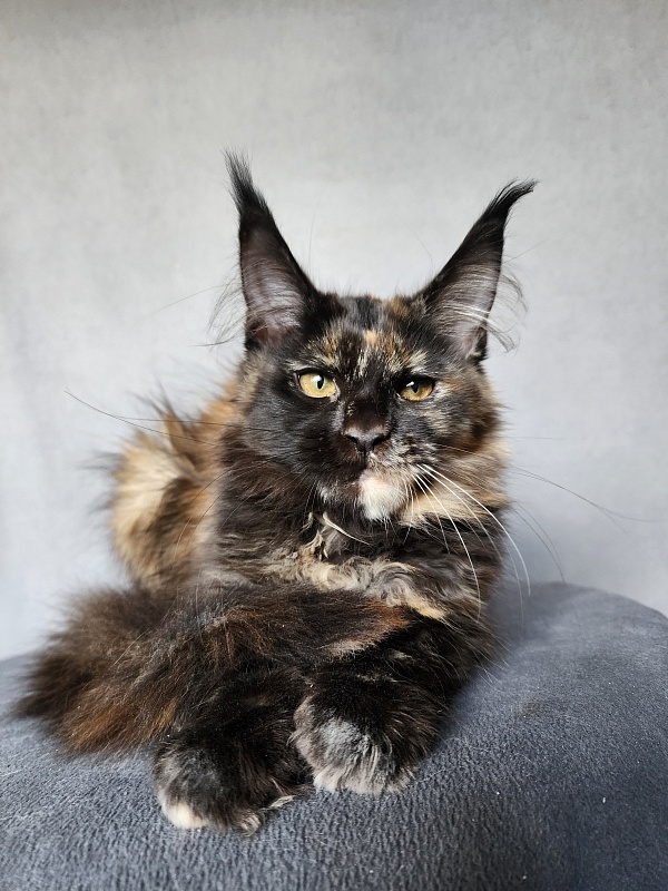 Yemma Cat Akbars (polydactyl)66/66 - Kitten maine-coon 2 months 3.5 weeks