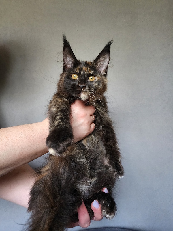 Yemma Cat Akbars (polydactyl)66/66 - Kitten maine-coon 2 months 3.5 weeks