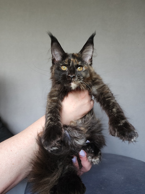 Yemma Cat Akbars (polydactyl)66/66 - Kitten maine-coon 2 months 3.5 weeks