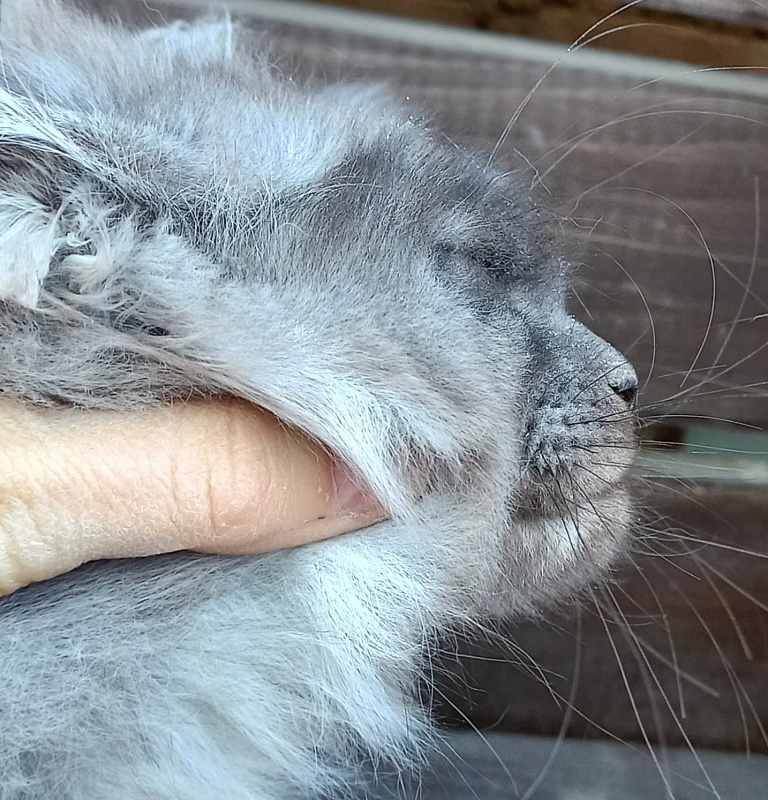 Whisser Akbars - Котенок мейн-кун 3 месяца 2,5 недели