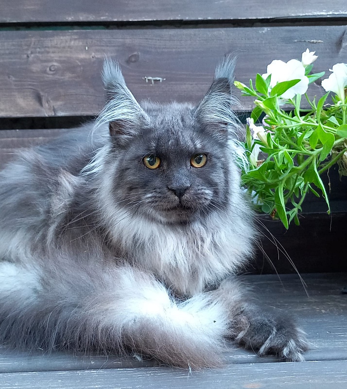 Whisser Akbars - Котенок мейн-кун 6 месяцев 2,5 недели