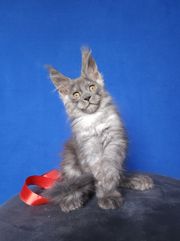 Haval Akbars (polydactyl 66/66) - Kitten maine-coon 2 months 0.5 weeks