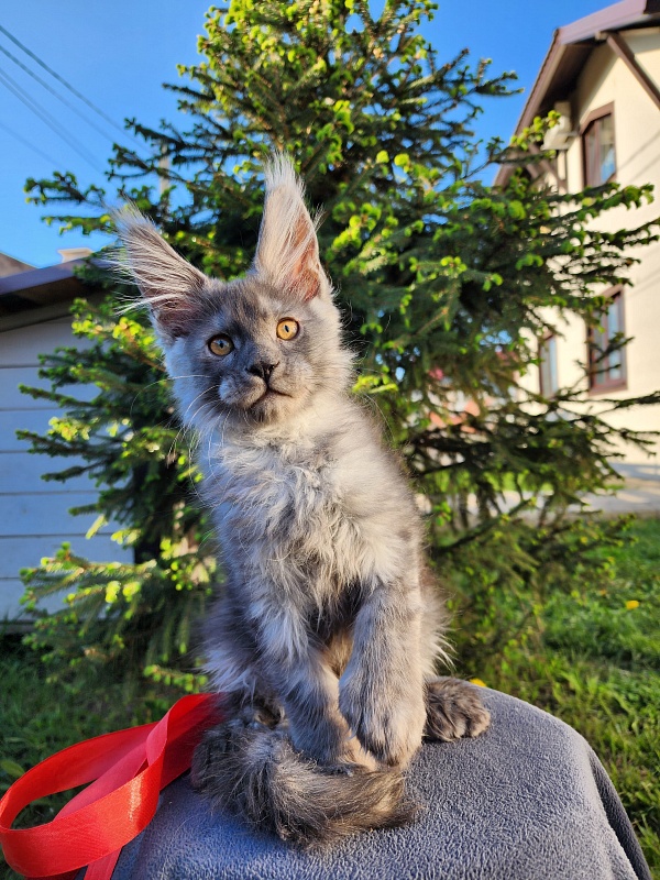 Haval Akbars (polydactyl 66/66) - Kitten maine-coon 2 months 1.5 week