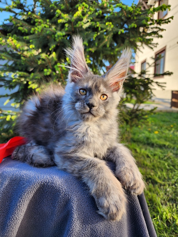 Haval Akbars (polydactyl 66/66) - Kitten maine-coon 2 months 1.5 week