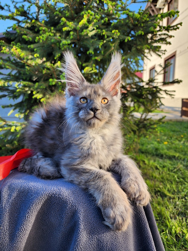 Haval Akbars (polydactyl 66/66) - Kitten maine-coon 2 months 1.5 week