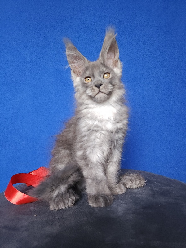 Haval Akbars (polydactyl 66/66) - Kitten maine-coon 2 months 0.5 weeks