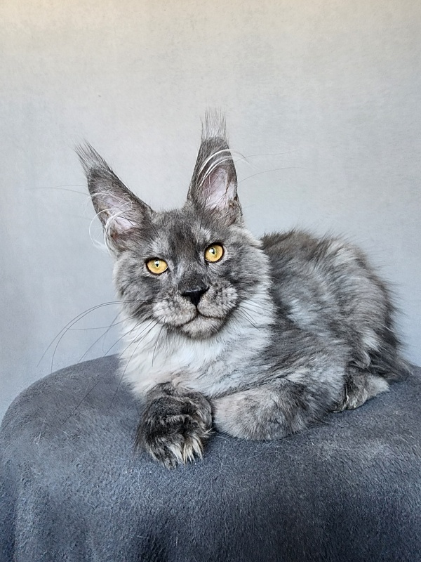 Haval Akbars (polydactyl 66/66) - Kitten maine-coon 4 months 1 week