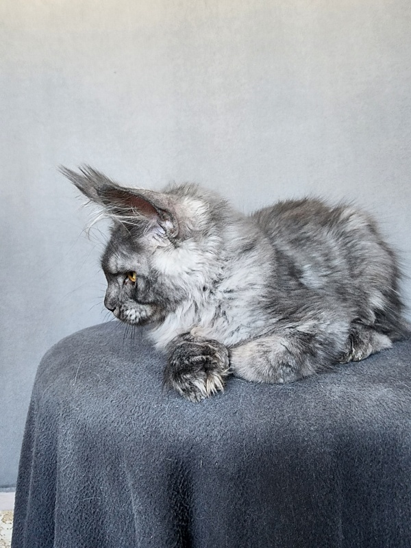 Haval Akbars (polydactyl 66/66) - Kitten maine-coon 4 months 1 week
