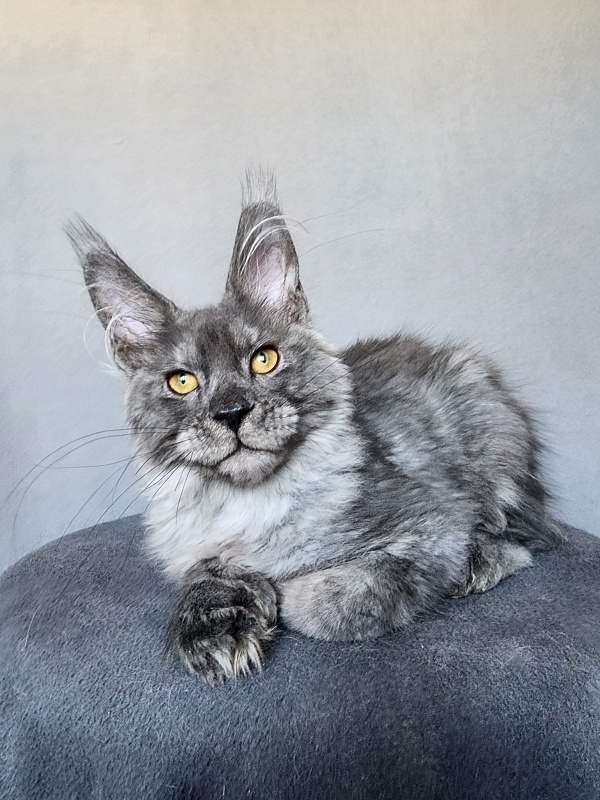 Haval Akbars (polydactyl 66/66) - Kitten maine-coon 4 months 1 week