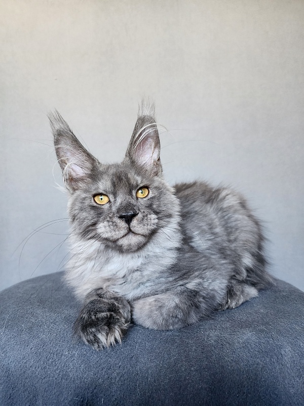 Haval Akbars (polydactyl 66/66) - Kitten maine-coon 4 months 1 week