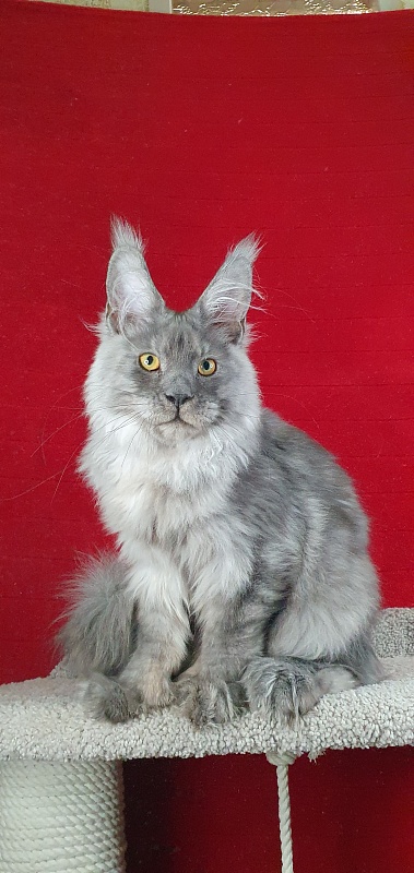 Haval Akbars (polydactyl 66/66) - Kitten maine-coon 4 months 4 weeks