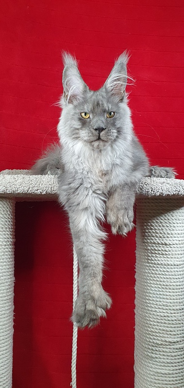 Haval Akbars (polydactyl 66/66) - Kitten maine-coon 4 months 4 weeks