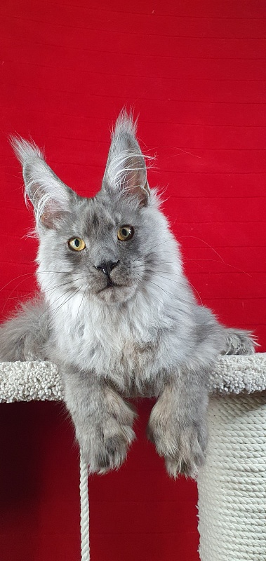 Haval Akbars (polydactyl 66/66) - Kitten maine-coon 4 months 4 weeks