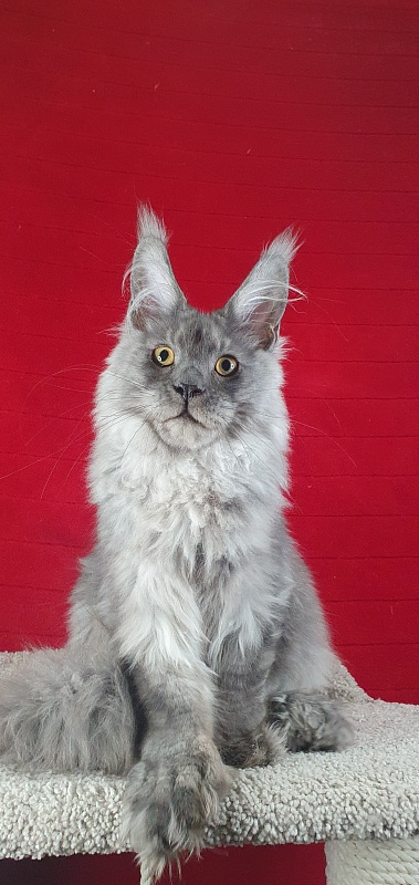 Haval Akbars (polydactyl 66/66) - Kitten maine-coon 4 months 4 weeks