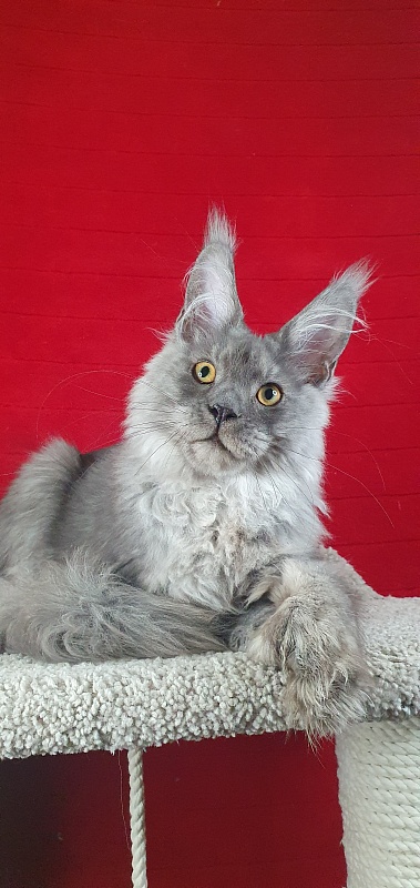 Haval Akbars (polydactyl 66/66) - Kitten maine-coon 4 months 4 weeks
