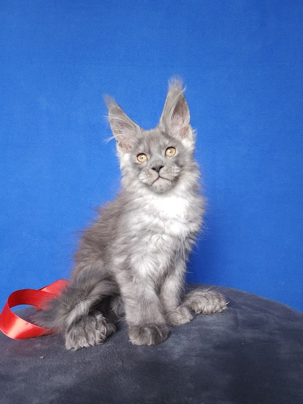 Haval Akbars (polydactyl 66/66) - Kitten maine-coon 2 months 0.5 weeks