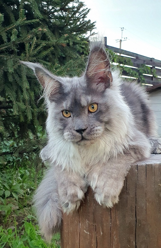 Haval Akbars (polydactyl 66/66) - Kitten maine-coon 5 months 3 weeks
