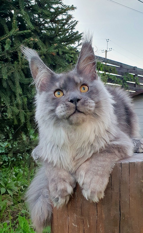 Haval Akbars (polydactyl 66/66) - Kitten maine-coon 5 months 3 weeks
