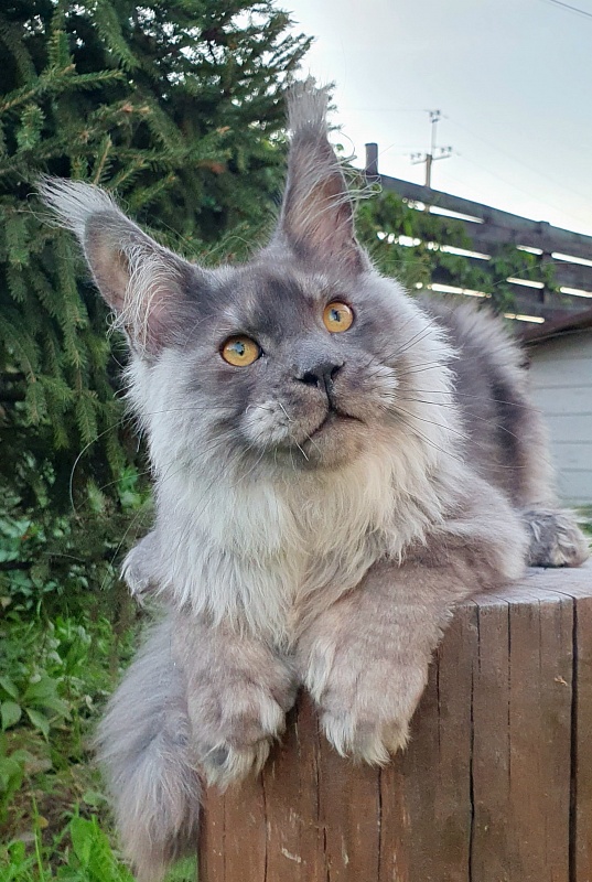 Haval Akbars (polydactyl 66/66) - Kitten maine-coon 5 months 3 weeks
