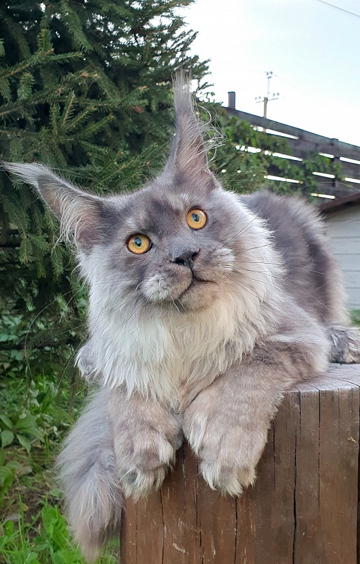 Haval Akbars (polydactyl 66/66) - Kitten maine-coon 5 months 3 weeks