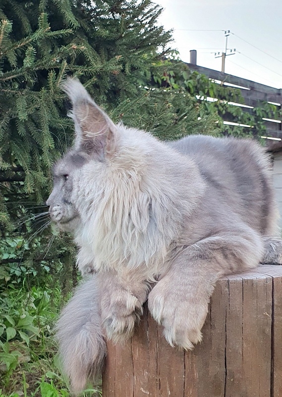Haval Akbars (polydactyl 66/66) - Kitten maine-coon 5 months 3 weeks